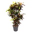 Codiaeum Mammi vertakt - 120 cm - ø31