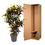 Codiaeum Mammi vertakt - 120 cm - ø31