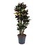 Codiaeum Mrc Iceton vertakt - 140 cm - ø31