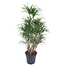 Dracaena Anita vertakt - 140 cm - ø31