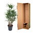 Dracaena Anita vertakt - 140 cm - ø31