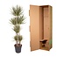 Dracaena Bicolor Carrousel - 180 cm - ø34