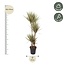 Dracaena Bicolor - 160 cm - ø27