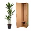 Dracaena Cintho - 160 cm - ø24