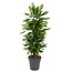 Dracaena Cintho vertakt - 120 cm - ø27