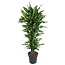 Dracaena Cintho vertakt - 150 cm - ø31