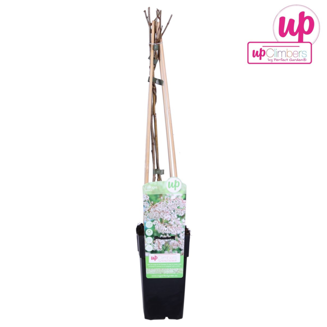 Fallopia baldschuanica - Bruidsluier