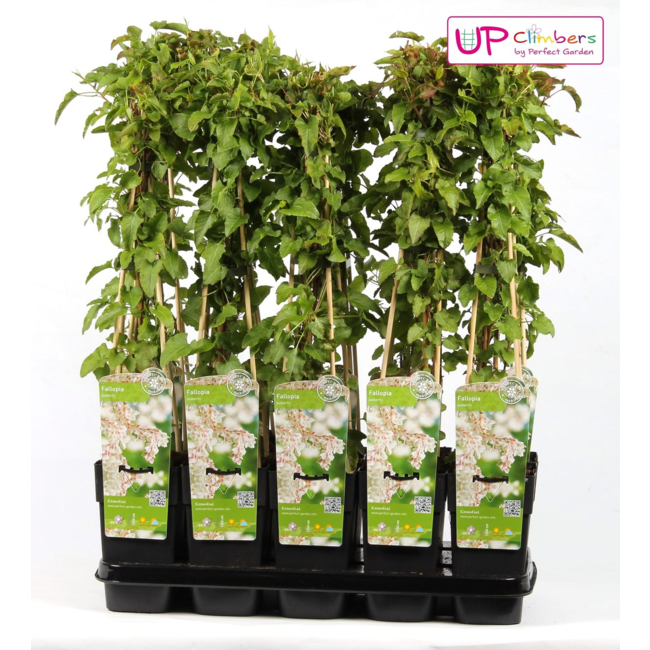 Fallopia baldschuanica - Bruidsluier