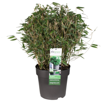 Fargesia 'Moontears'® Boobux - Compact groeiend, niet woekerende bamboe
