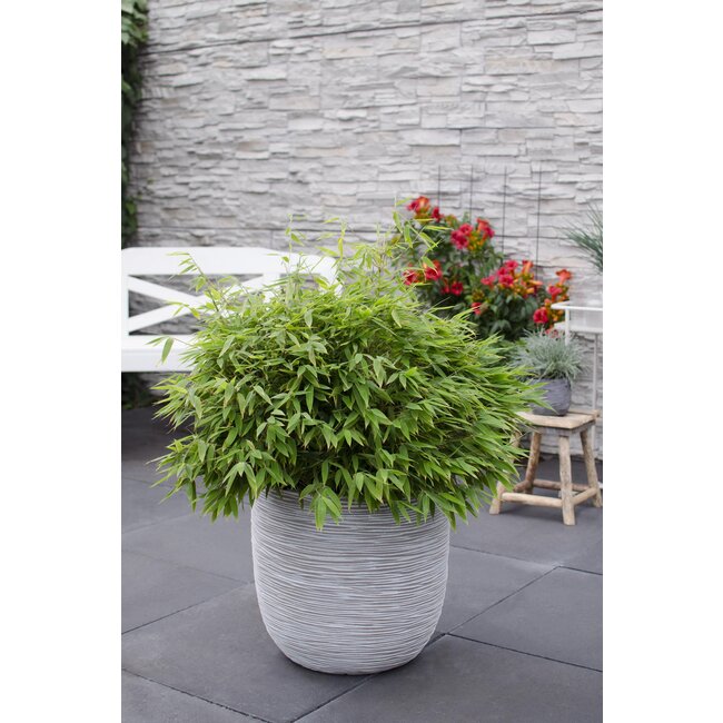 Fargesia 'Moontears'® Boobux - Compact groeiend, niet woekerende bamboe