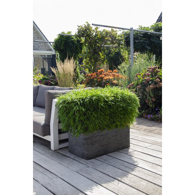 Fargesia 'Moontears'® Boobux - Compact groeiend, niet woekerende bamboe