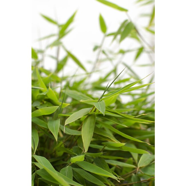 Fargesia 'Moontears'® Boobux - Compact groeiend, niet woekerende bamboe