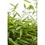 Fargesia 'Moontears'® Boobux - Compact groeiend, niet woekerende bamboe
