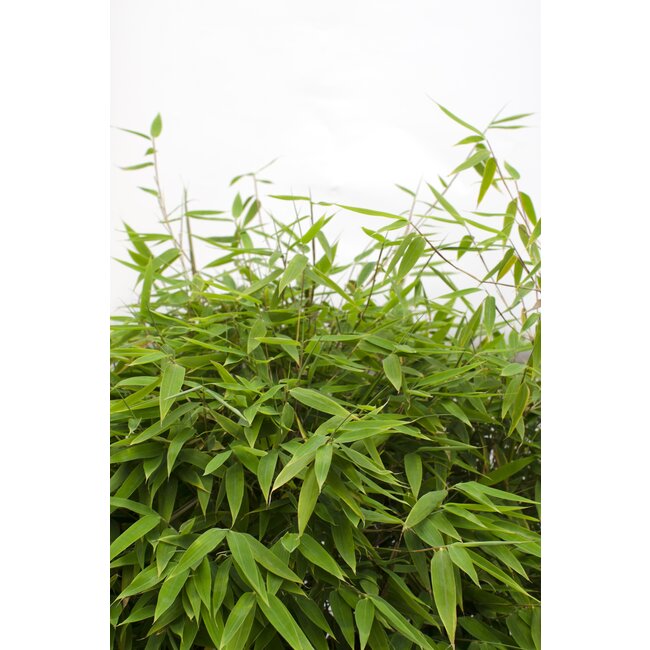 Fargesia 'Moontears'® Boobux - Compact groeiend, niet woekerende bamboe