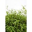 Fargesia 'Moontears'® Boobux - Compact groeiend, niet woekerende bamboe