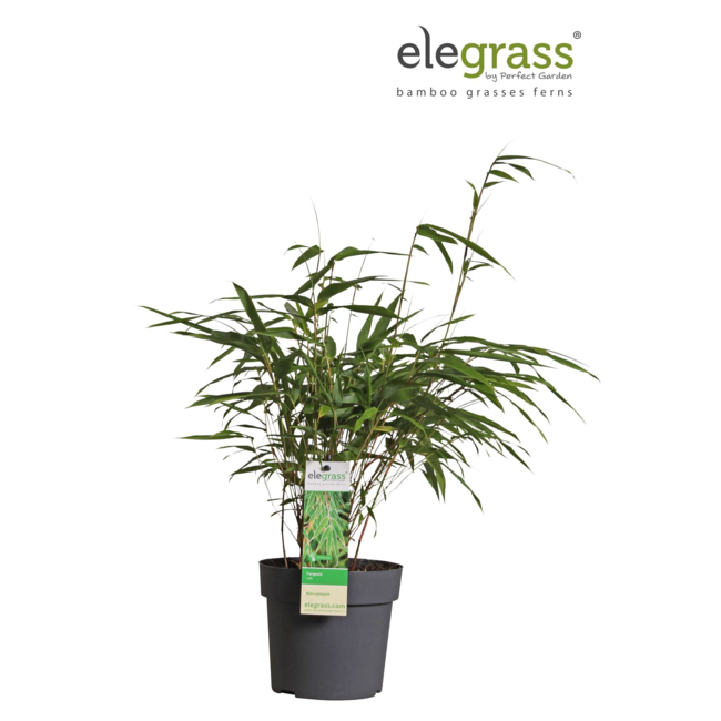 Fargesia rufa - Niet woekerende bamboe - Ø14 - ↨40cm