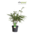 Fargesia rufa - Niet woekerende bamboe - Ø14 - ↨40cm
