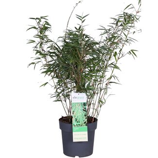 Fargesia rufa - Niet woekerende bamboe - Ø23 - ↨80cm