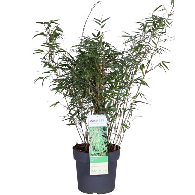 Fargesia rufa - Niet woekerende bamboe - Ø23 - ↨80cm