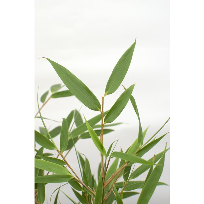 Fargesia rufa - Niet woekerende bamboe - Ø23 - ↨80cm