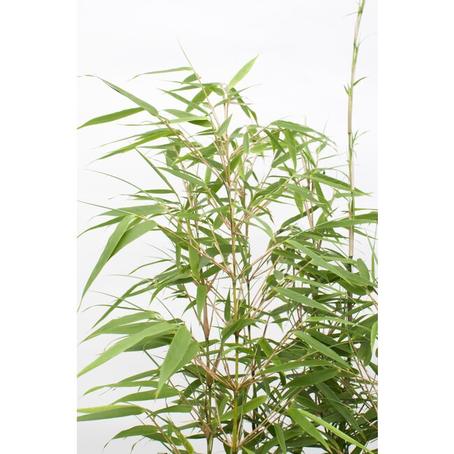 Fargesia rufa - Niet woekerende bamboe - Ø23 - ↨80cm