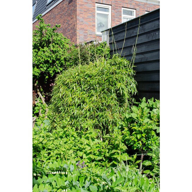 Fargesia rufa - Niet woekerende bamboe - Ø23 - ↨80cm