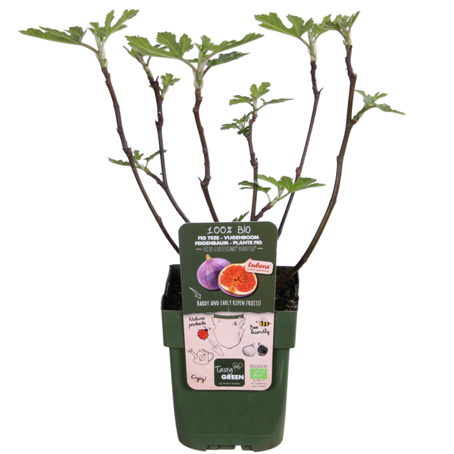 Ficus Gustissimo Perretta - Ø13 - ↨45cm