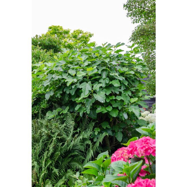 Ficus Gustissimo Perretta - Ø13 - ↨45cm