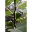 Ficus Gustissimo Perretta - Ø13 - ↨45cm