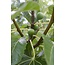 Ficus Gustissimo Perretta - Ø13 - ↨45cm