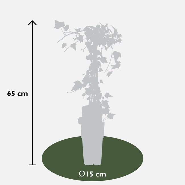 Hedera helix 'Goldheart' - Klimop Geel-groen