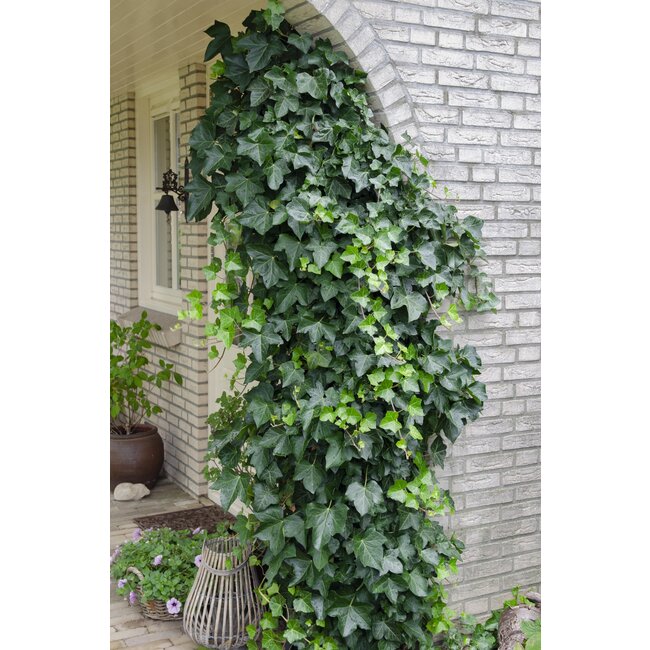 Hedera helix - Klimop Groen