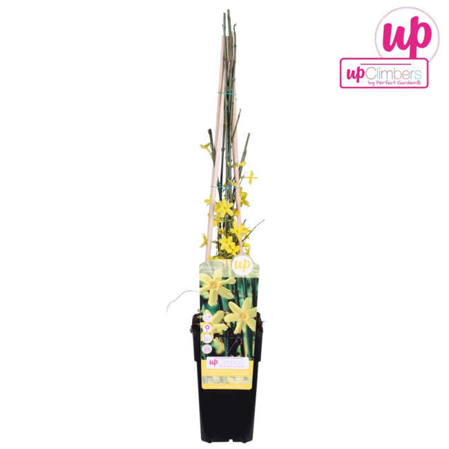 Jasminum nudiflorum - ↨65cm - Ø15