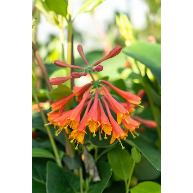Lonicera brownii 'Dropmore Scarlet' - ↨65cm - Ø15