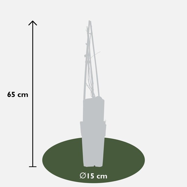 Lonicera brownii 'Dropmore Scarlet' - ↨65cm - Ø15