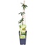 Passiflora caerulea 'Constance Elliot' - Passiebloem Wit