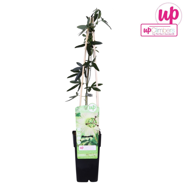 Passiflora caerulea 'Constance Elliot' - Passiebloem Wit