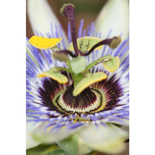 Passiflora caerulea - Passiebloem Blauw