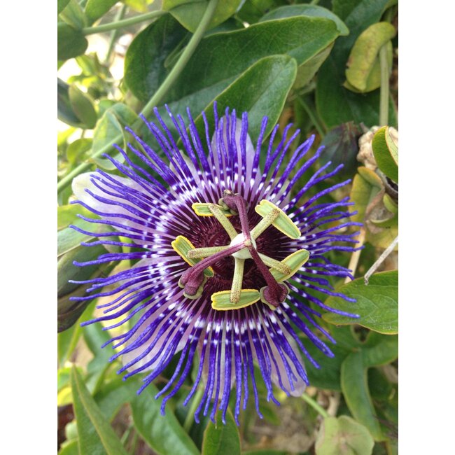 Passiflora 'Purple Haze' - Passiebloem Paars
