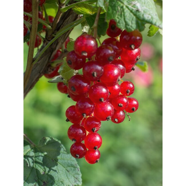 Ribes rubrum 'Jonkheer van Tets' - Aalbes