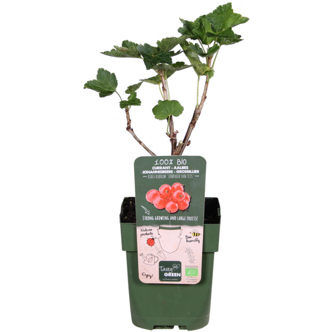 Ribes rubrum 'Jonkheer van Tets' - Aalbes