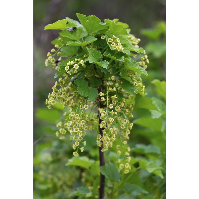 Ribes rubrum 'Jonkheer van Tets' - Aalbes