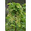Ribes rubrum 'Jonkheer van Tets' - Aalbes