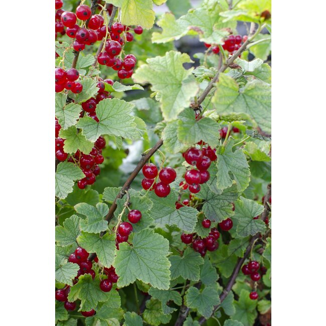 Ribes rubrum 'Jonkheer van Tets' - Aalbes