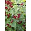 Ribes rubrum 'Jonkheer van Tets' - Aalbes