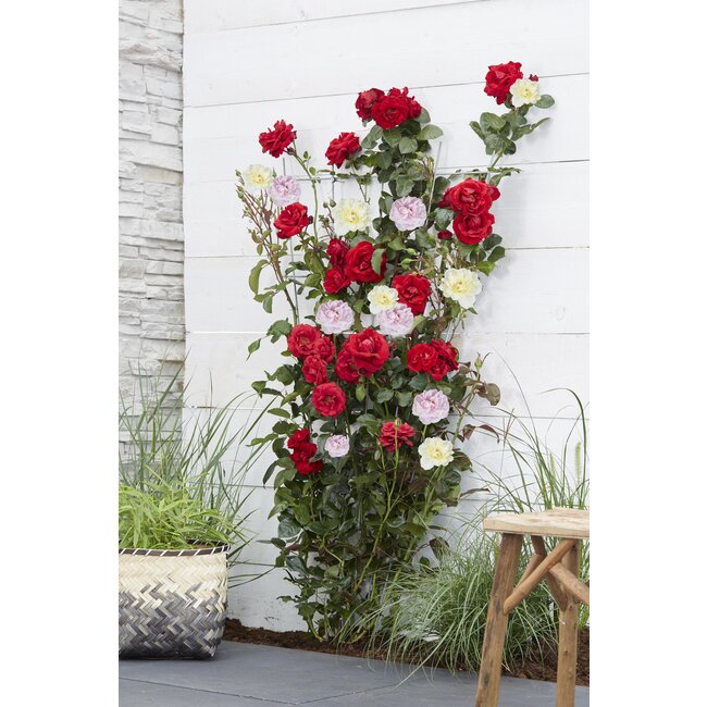 Rosa Crazy in love 'Pink' - Roze Roos