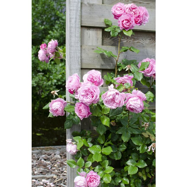 Rosa Crazy in love 'Pink' - Roze Roos