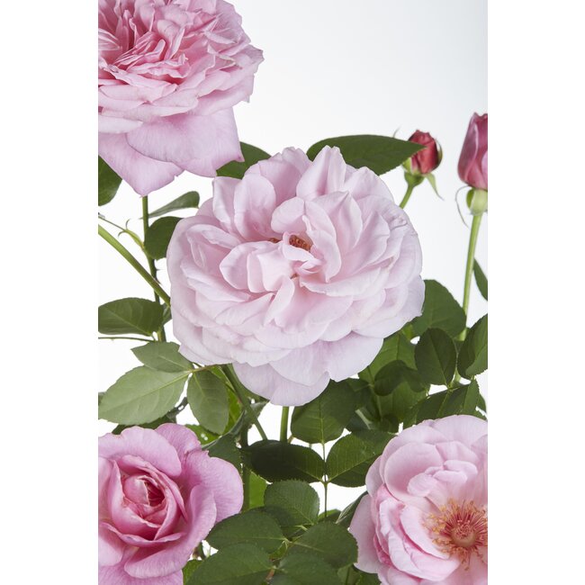 Rosa Crazy in love 'Pink' - Roze Roos
