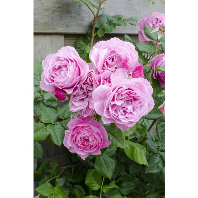 Rosa Crazy in love 'Pink' - Roze Roos