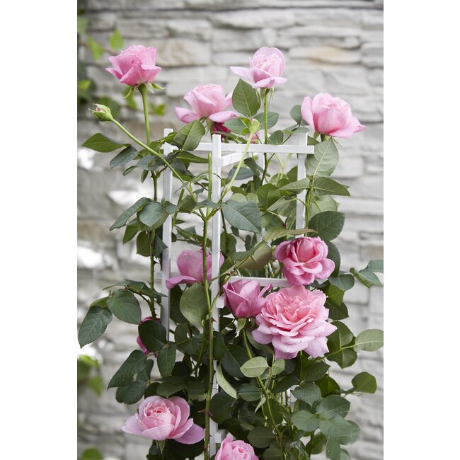 Rosa Crazy in love 'Pink' - Roze Roos